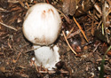 Agaricus campestris